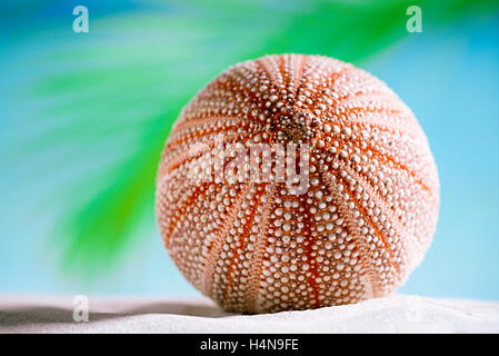 Seeigel - schön und bunt am weißen Sandstrand, Meer, Himmel und Seelandschaft Stockfoto