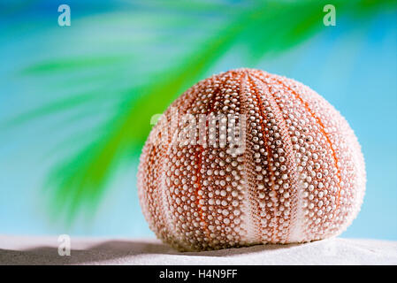 Seeigel - schön und bunt am weißen Sandstrand, Meer, Himmel und Seelandschaft Stockfoto