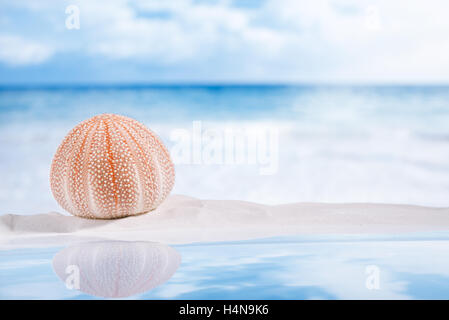 Seeigel - schön und bunt am weißen Sandstrand, Meer, Himmel und Seelandschaft Stockfoto