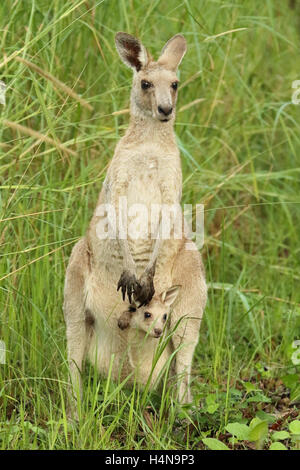 Eine Känguru-Mutter und Baby peering heraus. Stockfoto