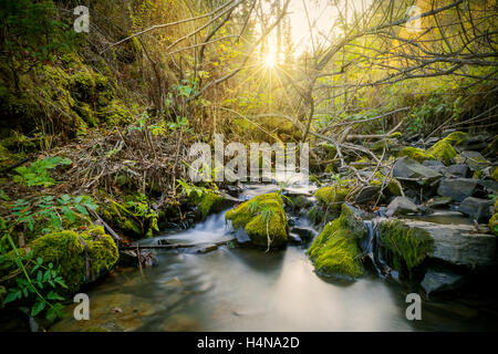 Wunderschöne Landschaft mit Bach und Sonnenstrahlen durch die Bäume. Der Wasserstrom fließt über die Felsen. Stockfoto