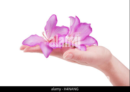 weibliche Hand mit rosa Blume isoliert auf weißem Hintergrund Stockfoto