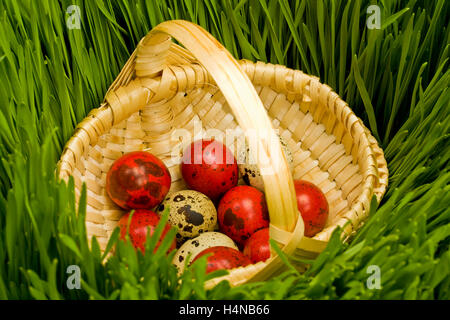 Ostereier im Korb auf dem Rasen Stockfoto