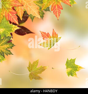 Herbstlaub, sehr flachen Fokus Stockfoto