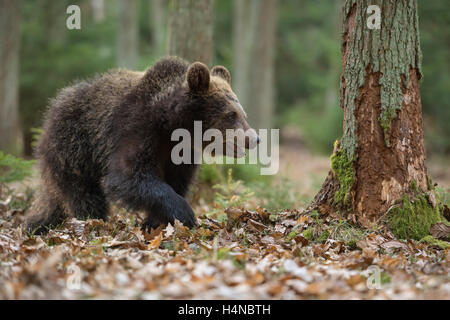 Europäischer Braunbär / Europaeischer Braunbaer (Ursus Arctos), jungen Cub, ein Spaziergang durch ein natürlicher Mischwald. Stockfoto