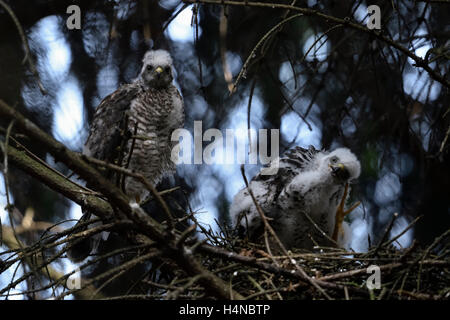 Sperber (Accipiter Nisus), Jungvögel auf ihrem Nest sitzen nebeneinander, kratzen seinen Kopf, lustige Situation. Stockfoto