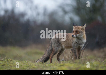 Rotfuchs (Vulpes Vulpes), stumpf auf einer Lichtung am Rande eines Waldes, in Regen, Wetter, typisch europäischen Wintertag. Stockfoto