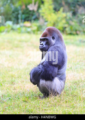 Kumbuka, 18 Jahre alte männliche Flachlandgorilla, die versuchten zu entkommen im ZSL London Zoo im Oktober 2016, England, UK Stockfoto