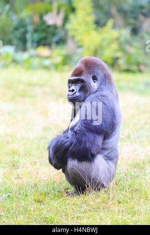 Kumbuka, 18 Jahre alte männliche Flachlandgorilla, die versuchten zu entkommen im ZSL London Zoo im Oktober 2016, England, UK Stockfoto