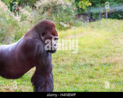 Kumbuka, 18 Jahre alte männliche Flachlandgorilla, die versuchten zu entkommen im ZSL London Zoo im Oktober 2016, England, UK Stockfoto