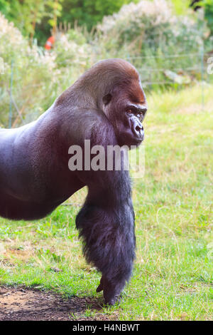 Kumbuka, 18 Jahre alte männliche Flachlandgorilla, die versuchten zu entkommen im ZSL London Zoo im Oktober 2016, England, UK Stockfoto