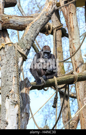 ZSL London Zoo Flachlandgorilla weiblich mit Baby Baby in das Freigehege, London, UK Stockfoto