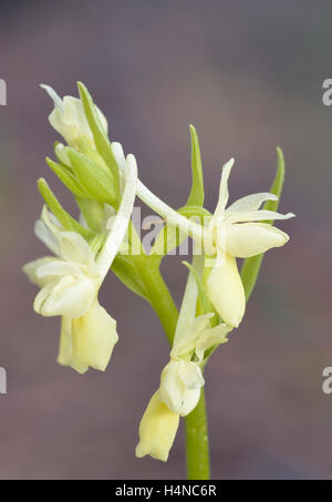 Roman Orchidee - Dactylorhiza Romana Closeup in Zypern Kiefernwald Stockfoto