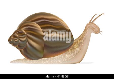 eine Schnecke-Vektor Stock Vektor