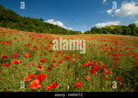 Bunte Landschaft mit Mohnfeld Stockfoto