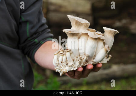 Nahaufnahme von einem Mann, der frisch geernteten Champignons hält. Stockfoto