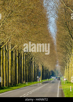 Von Bäumen gesäumten Straße in Niederlande Stockfoto