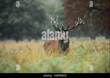Rotwild-Hirsch im Regen während der Brunftzeit. Richmond Park, London, UK Stockfoto