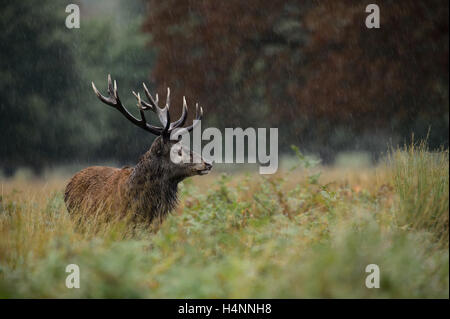 Rotwild-Hirsch im Regen während der Brunftzeit. Richmond Park, London, UK Stockfoto