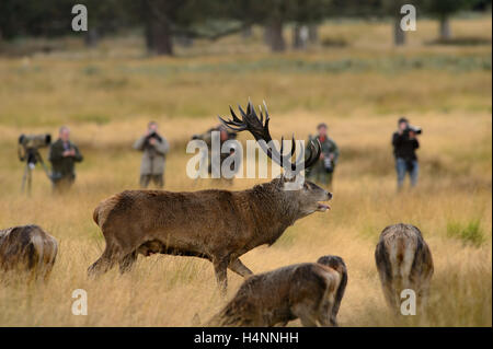 Rotwild-Hirsch im Richmond Park, UK mit Wildlife-Fotografen im Hintergrund. Stockfoto