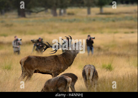 Rotwild-Hirsch aufrufen im Richmond Park, UK mit Wildlife-Fotografen im Hintergrund. Stockfoto