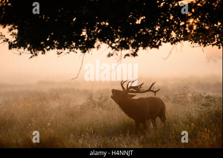 Rotwild-Hirsch ruft im Nebel am frühen Morgen bei Sonnenaufgang, Richmond Park, London, UK. Stockfoto