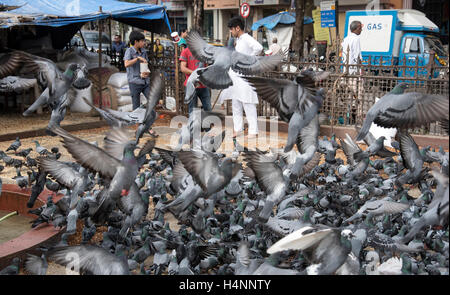 Das Bild des Kabutarkhana ta Dadar, Mumbai, Maharashtra, Indien Stockfoto