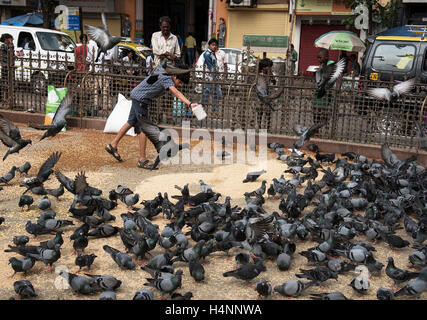 Das Bild des Kabutarkhana ta Dadar, Mumbai, Maharashtra, Indien Stockfoto