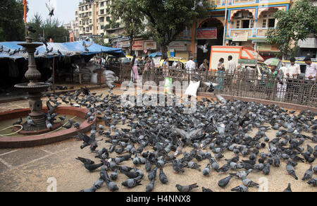 Das Bild des Kabutarkhana ta Dadar, Mumbai, Maharashtra, Indien Stockfoto