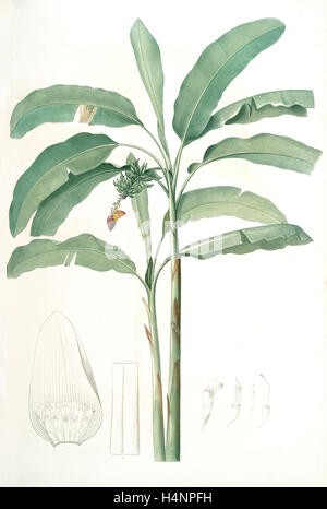 Musa Paradisiaca, Bananier Cultivé; Kultivierte Banane (Pflanze), Redoute, Pierre Joseph, 1759 – 1840, Les Liliacees, 1802-1816 Stockfoto