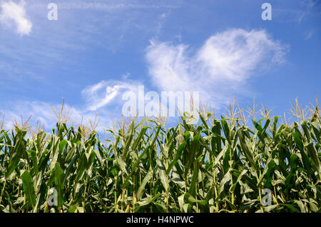 amische Land Pennsylvania USA Mais Ernte Feld mit blauem Himmel und wispy Cirrus Wolken Simon Leigh Stockfoto