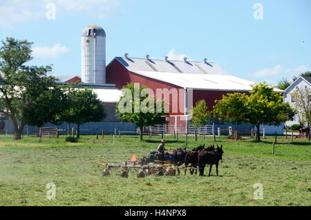 Eine amische Bauer, die Arbeit mit den Pferden in Lancaster County, Pennsylvania Stockfoto