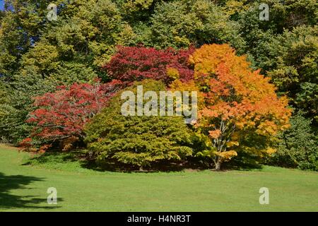 Zündeten Arboretum Herbstfärbung. Stockfoto