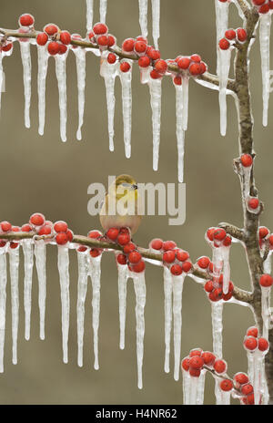 Amerikanische Stieglitz (Zuchtjahr Tristis), Erwachsene im Winterkleid thront auf eisigen Zweig der Possum Haw Stechpalme (Ilex Decidua), Texas Stockfoto