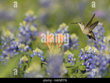 Schwarzer-chinned Kolibri (Archilochos Alexander), erwachsenes Weibchen ernähren sich von blühenden Prairie Paintbrush, Texas Stockfoto