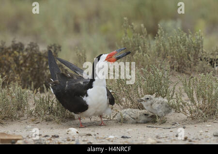 Schwarz, Skimmer (Rynchops Niger), mit jungen Erwachsenen, Port Isabel, Laguna Madre, South Padre Island, Texas, USA Stockfoto