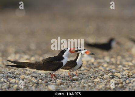 Schwarz-Skimmer (Rynchops Niger), Männchen füttern weiblich, Port Isabel, Laguna Madre, South Padre Island, Texas, USA Stockfoto