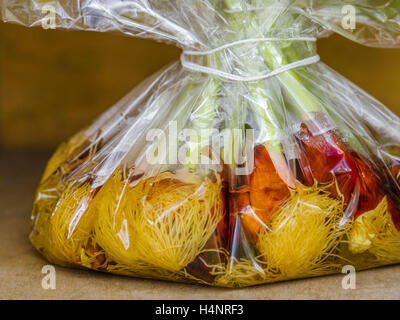 Tulpenzwiebeln, Niederlande Stockfoto