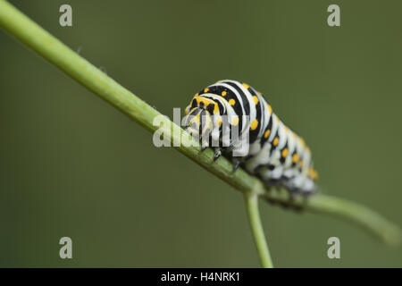 Schwarzen Schwalbenschwanz (Papilio Polyxenes), Raupe, Essen auf Wirtspflanze Fenchel (Foeniculum Vulgare), Hill Country, Texas, USA Stockfoto