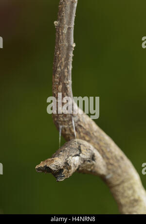 Riesige Schwalbenschwanz (Papilio Cresphontes), Chrysalis, gebrochen Zweig Mimikry, Hill Country, Texas, USA Stockfoto