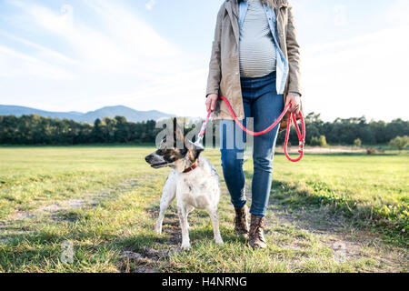 Nicht erkennbare schwangere Frau mit Hund im sonnigen grün Stockfoto