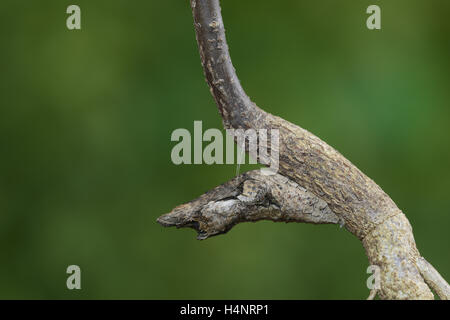 Riesige Schwalbenschwanz (Papilio Cresphontes), Chrysalis, gebrochen Zweig Mimikry, Hill Country, Texas, USA Stockfoto