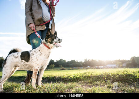 Nicht erkennbare schwangere Frau mit Hund im sonnigen grün Stockfoto