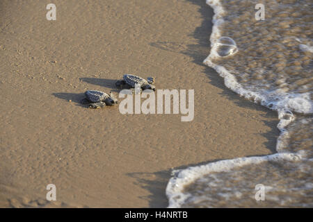 Kemp Ridley Meeresschildkröten (Lepidochelys Kempii), Baby-Schildkröten zu Fuß in Richtung Surf, South Padre Island, Süd-Texas, USA Stockfoto