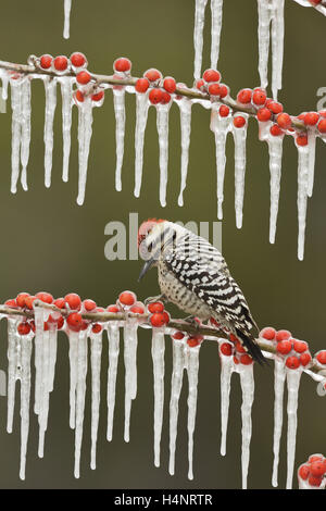 Ladder-Backed Specht (Picoides Scalaris), thront Männchen auf eisigen Zweig der Possum Haw Stechpalme mit Beeren, Texas Stockfoto