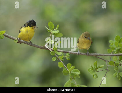 Geringerem Stieglitz (Zuchtjahr Psaltria), Männchen mit jungen, Hill Country, Texas, USA Stockfoto