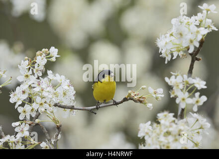 Geringerem Stieglitz (Zuchtjahr Psaltria), gehockt männlich blühende mexikanischen Pflaume (Prunus Mexicana), Hill Country, Texas, USA Stockfoto