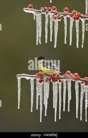 Geringerem Stieglitz (Zuchtjahr Psaltria), Männchen auf eisigen Zweig der Possum Haw Stechpalme (Ilex Decidua) mit Beeren, Texas thront Stockfoto