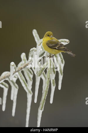 Geringerem Stieglitz (Zuchtjahr Psaltria), thront Erwachsenfrau auf eisigen Zweig der Weihnachten Cholla, Texas Stockfoto