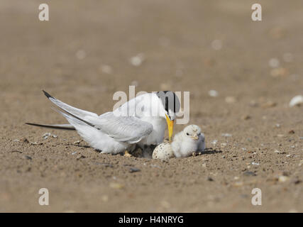 Wenigsten Seeschwalbe (Sterna Antillarum), Erwachsene Erwärmung neugeborene Küken, Port Isabel, Laguna Madre, South Padre Island, Texas, USA Stockfoto